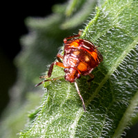 red bug 6:5:23