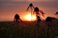 Coneflower 6:16:23