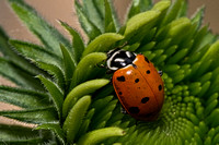 Ladybug Macro 6:5:23