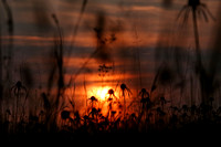 Coneflowers 6:16:23