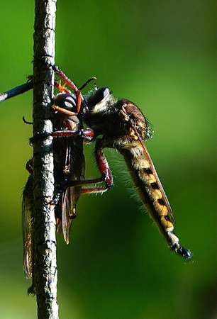 DSC0E7710