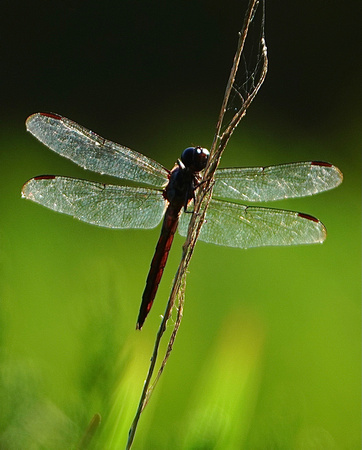 DSC0E7674