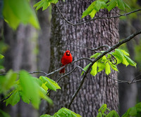 Cardinal