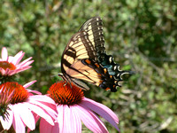 Yellow Swallowtail on Coneflower