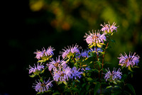 Purple Flowers