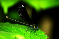 Damselfly