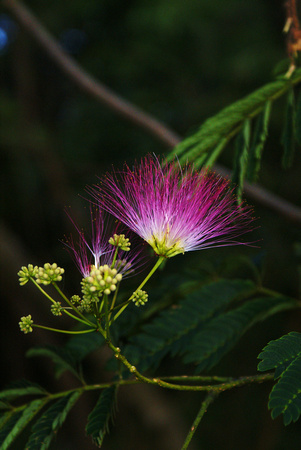 SONY DSC