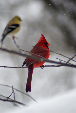 Cardinal and Goldfinch in snow