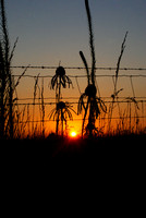 Coneflowers at Sunset