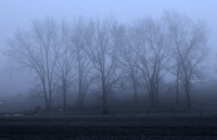 Grove of Trees in Fog