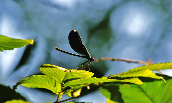 Damselfly
